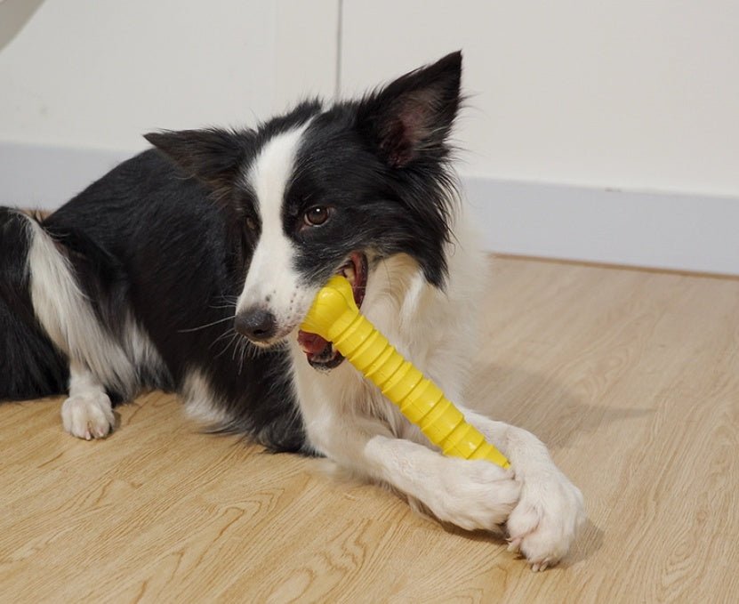 Gioco masticabile per cani osso in gomma super resistente - Dog Moda