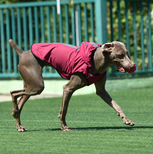 Impermeabile con cappuccio per cani facile da indossare - Dog Moda