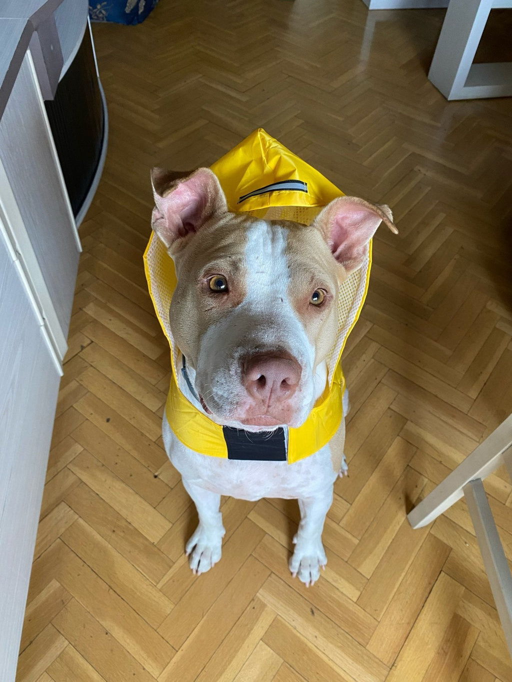 Impermeabile Leggero per Cani con Cappuccio e Tasca sul Dorso - Dog Moda
